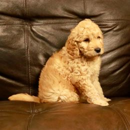 Goldendoodle Puppies from 307 Mini Goldendoodle