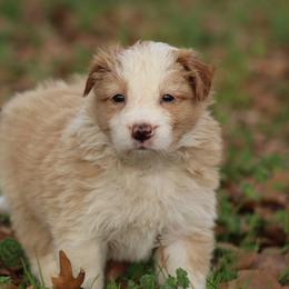 Girl 1 - Gold female Border Collie puppy in Tylertown, Mississippi from Cool Meadow Farms