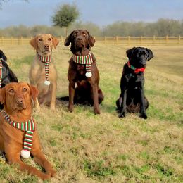 Labrador Retrievers from Puppies Unleashed