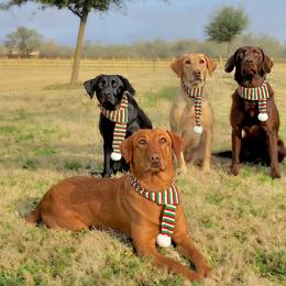 Labrador Retrievers from Puppies Unleashed