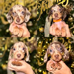 Dachshund Puppies from Remi’s Dapple Dachshunds
