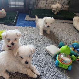 Maltese Puppies from Arizona Maltese Gems