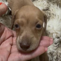 DO NOT FILL OUT APPLICATION UNLESS SERIOUS - Brindle male Dachshund puppy in Wisconsin from Sabe and Shabe’s Doxies