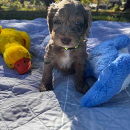 Oakley - Red merle male Aussiedoodle puppy in Claremont, North Carolina from Magnolia Grove Farms