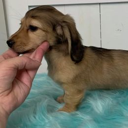 Dachshund Puppies from Gooddach’s Dachshunds