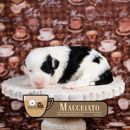 Macchiato - Black and white male Sheepadoodle puppy in Cleveland, Tennessee from Narrow Path Old English & Sheepadoodles