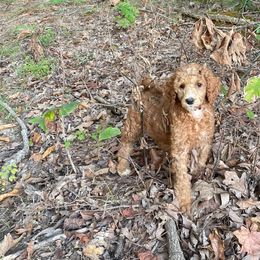 Maple - Poodle puppy from Ransone’s Ridge Runners Poodles and Doodles