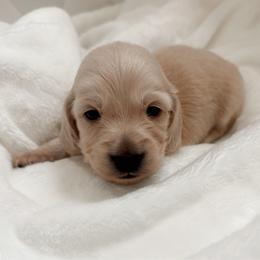 Sunday - Cream female Dachshund puppy in San Diego, California from Enchanted little dachshunds