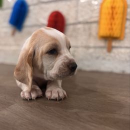 Bacon - Lemon and white male Basset Hound puppy in Lubbock, Texas from Hound House