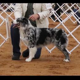 Natty - Miniature Australian Shepherd