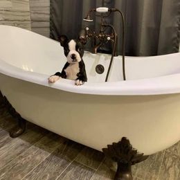 Boston Terrier Puppies from Bonze Boston Terriers