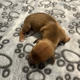Frankie - Red female Dachshund puppy in Park Hills, Missouri from Ozark Miniature Dachshunds