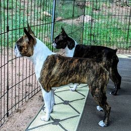 Boston Terriers from Azcowboyz Boston Terriers