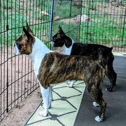 Boston Terriers from Azcowboyz Boston Terriers