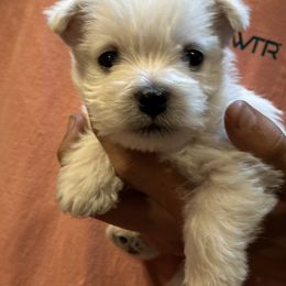 Juno - White male West Highland White Terrier puppy in Ridgeway, Virginia from Rivers Bend Westies