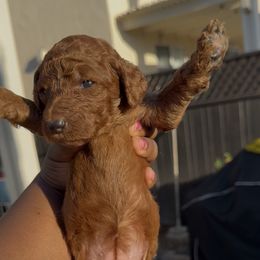 Poppy - Red  female Poodle puppy in Corona, California from Garden Of Poodles