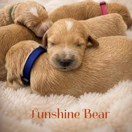 Funshine Bear - Apricot female Goldendoodle puppy in Rocky Point, North Carolina from CelticDoods