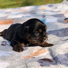 Nova - Black and tan female Cavalier King Charles Spaniel puppy in Rockville, Maryland from Skais the Limit