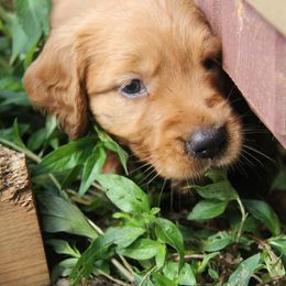 Golden Retriever Puppies from Legacy Farm Goldens