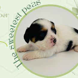Piper - Tri-color female Cavapoo puppy in Oak Island, North Carolina from Double Doodle Aussiedoodle