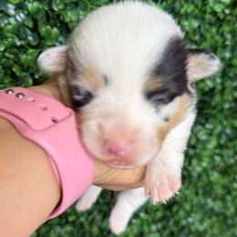 Male blue merle - White and black male Pembroke Welsh Corgi puppy in Glendale, Arizona from CorgiholicsAz