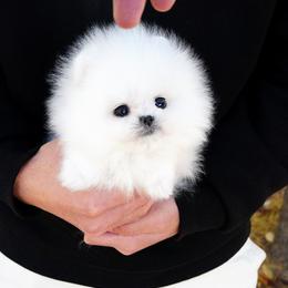 Pomeranian Puppies from Teddy-Faced Teacup Pomeranians