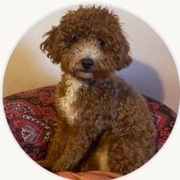 Goldendoodle puppies from minigoldendoodlesofRI