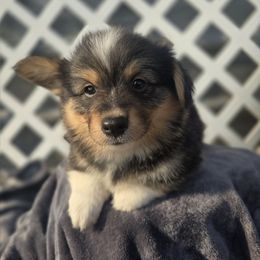 Rex (FLUFFY) championship bloodlines - Black and tan male Pembroke Welsh Corgi puppy in Valley, Washington from Enchanted Valley Paws