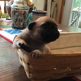Girl - Fawn female Pug puppy in Lookout, West Virginia from Khloe’s WV Pugs