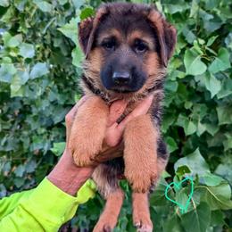 Teal collar - Black and red female German Shepherd puppy in Stockton, California from Zaragoza German Shepherds