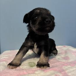 Evelyn - Black and silver female Miniature Schnauzer puppy in Hedgesville, West Virginia from Clay Hill Kennels