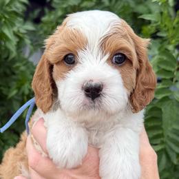 Flam - Blenheim male Cavapoo puppy in Tucson, Arizona from Adored Poodle & Doodles