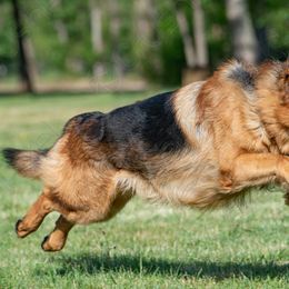 German Shepherds from Sakari Kennels