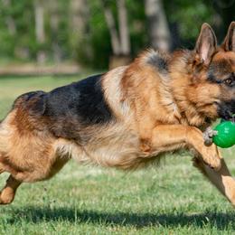 German Shepherds from Sakari Kennels