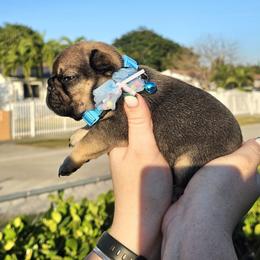 Prince charming - Fawn male French Bulldog puppy in Homestead, Florida from BackyardfinestBullys