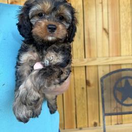 Jessie - Sable female Cockapoo puppy in Holton, Indiana from MoonShine Babies