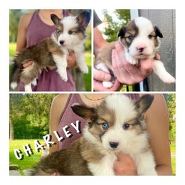 CHARLEY - Fluffy - Sable Pembroke Welsh Corgi puppy in Roanoke, Indiana from J & S Corgi's