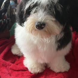 Havanese puppies from Litl Bratz Havanese
