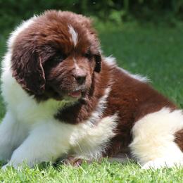 Cash Grey collar - White and brown male Newfoundland puppy in Kimball Twp, Michigan from Pine River Newfoundlands