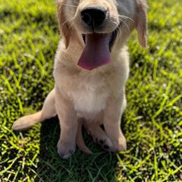 Biscotti - Light golden female Golden Retriever puppy in Plant City, Florida from All shades Golden