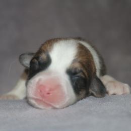 Boy 1 - Sable male Pembroke Welsh Corgi puppy in West, Texas from Rustic Spur Kennel