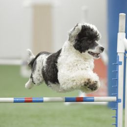 Koi - Portuguese Water Dog