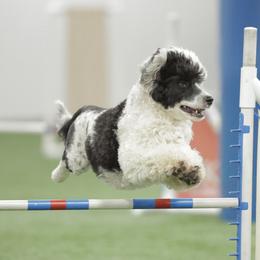 Koi - Portuguese Water Dog