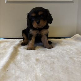 Violet AKC OFA - Black and tan female Cavalier King Charles Spaniel puppy in Garland, Kansas from 3W Ranch