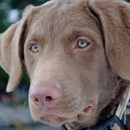 Chesapeake Bay Retrievers from Blackwater Creek Chesapeake’s
