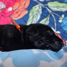 Orange Collar - Black male Cane Corso puppy in Houston, Texas from Zenith Cane Corso