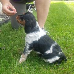 French Brittany Puppies from Dakota Point Kennel