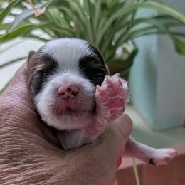 PeeWee Chocolate Parti male - Chocolate, tan and white male Yorkshire Terrier puppy in Gatesville, Texas from KontryKritterz Yorkies