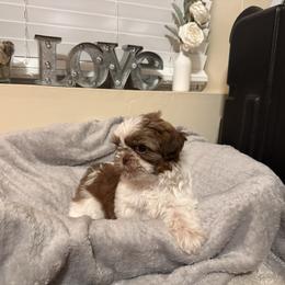 Carli - Liver and white female Shih Tzu puppy in Kodak, Tennessee from Cutshall Babies