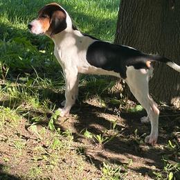 Patty - Tri-colored female Treeing Walker Coonhound puppy in Vermontville, Michigan from Stackem Up Kennel